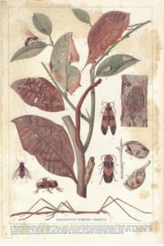 Protective Mimicry Insects Protective Mimicry Insects
